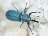 Mecinus janthinus