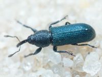 Mecinus janthinus