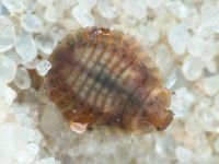 Platynaspis luteorubra