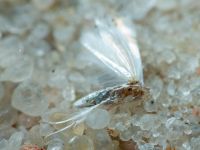 Lepidoptera