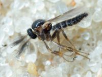 Insecta