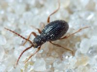 Coleoptera