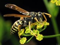 Polistes