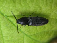 Hemicrepidius niger