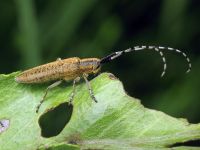 Agapanthia villosoviridescens