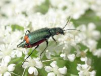 Malachius bipustulatus