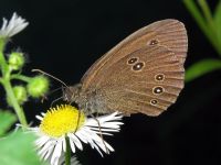 Aphantopus hyperantus