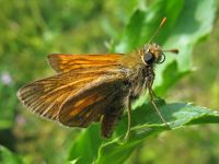 Ochlodes sylvanus