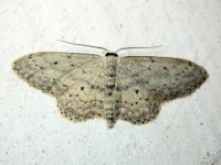 Geometridae