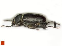 Hemictenius talukanus