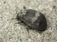 Byrrhus fasciatus