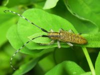 Agapanthia villosoviridescens