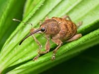 Curculio venosus