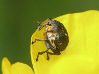 Mononychus punctumalbum