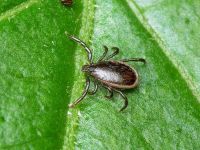 Ixodes ricinus