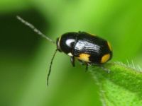 Cryptocephalus (Cryptocephalus) moraei