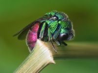 Chrysididae