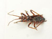 Rhynocoris iracundus