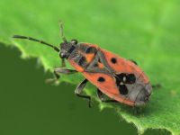 Melanocoryphus tristrami