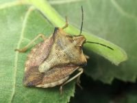 Carpocoris fuscispinus