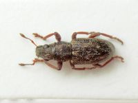 Sitona sulcifrons
