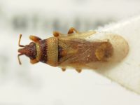 Oxycarenus (Euoxycarenus) pallens