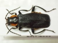 Cantharis obscura