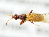 Auchenodes conspersus
