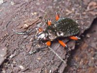 Carabus (Carabus) granulatus