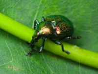 Byctiscus populi