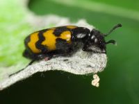 Mylabris pusilla