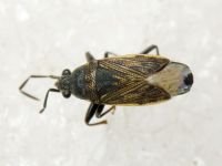 Peritrechus geniculatus