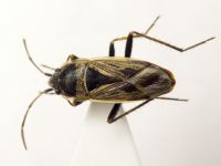 Xanthochilus quadratus