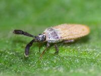 Copium teucrii