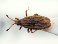 Tingis (Tropidocheila) maculata