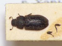 Colobicus hirtus