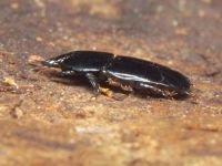 Hololepta plana