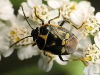 Eurydema (Eurydema) oleracea