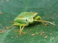 Acanthosoma haemorrhoidale