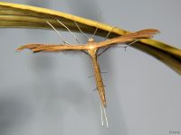 Stenoptilia mannii (Zeller, 1852)