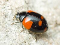 Adalia bipunctata