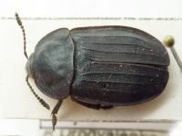 Silpha tristis