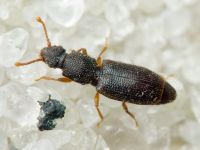 Monotoma brevicollis