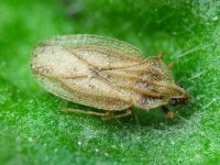Elasmotropis testacea