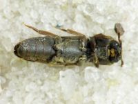 Melasis buprestoides