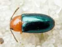 Triplax aenea