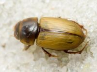 Acanthobodilus immundus