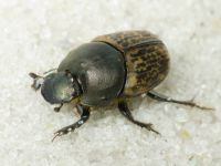 Onthophagus vacca