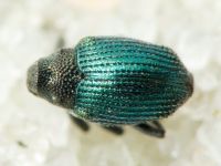 Ceutorhynchus erysimi