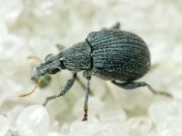 Oxystoma craccae